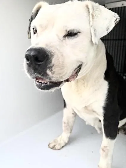 An adult large-sized female Pit Bull Terrier dog named Missy for adoption in Houston, TX