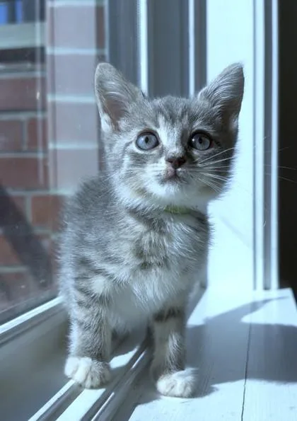 A baby small-sized male Domestic Short Hair cat named Sevyn for adoption in Washington, DC