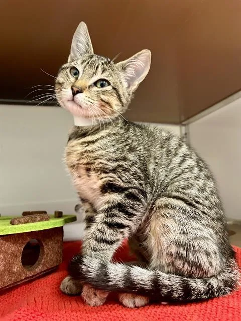 A baby small-sized female Domestic Short Hair cat named Maggie for adoption in San Francisco, CA