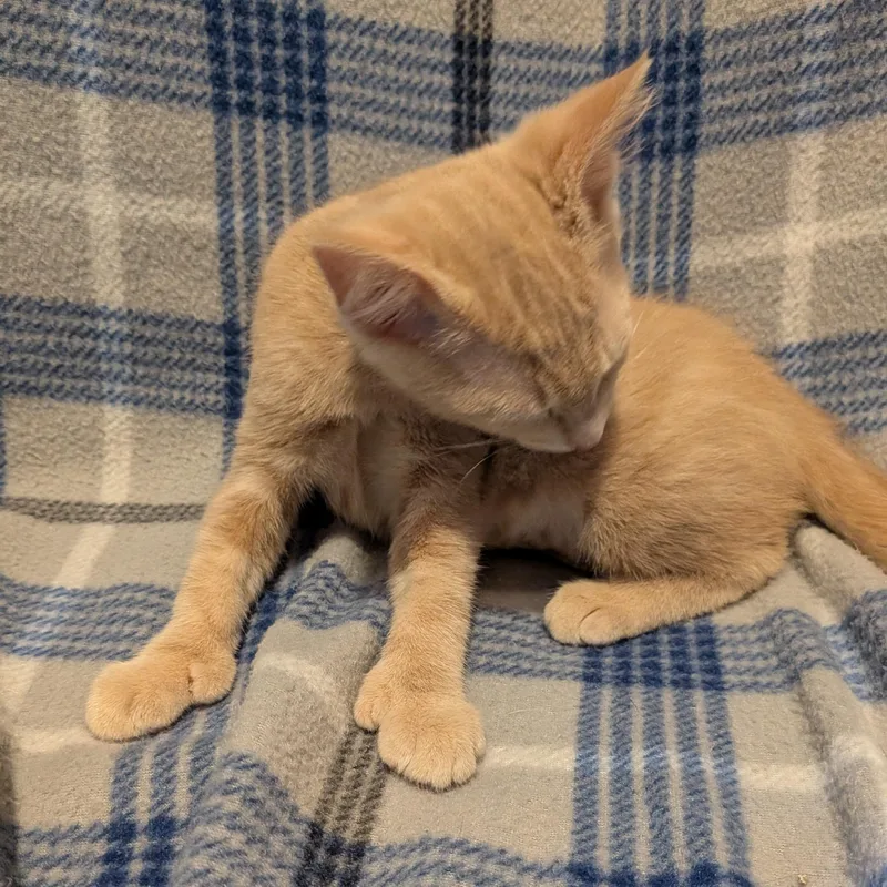 A baby medium-sized female Tabby (Orange / Red) Domestic Short Hair cat named Ethel for adoption in Springfield, MO