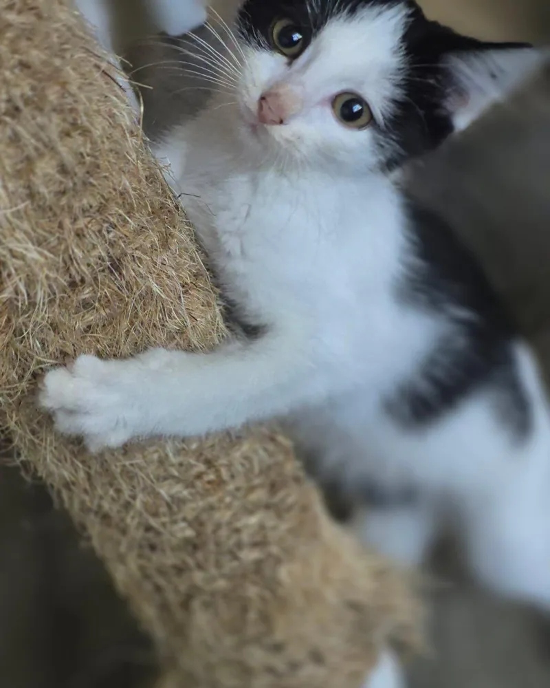 Princess Oreo thumbnail 2