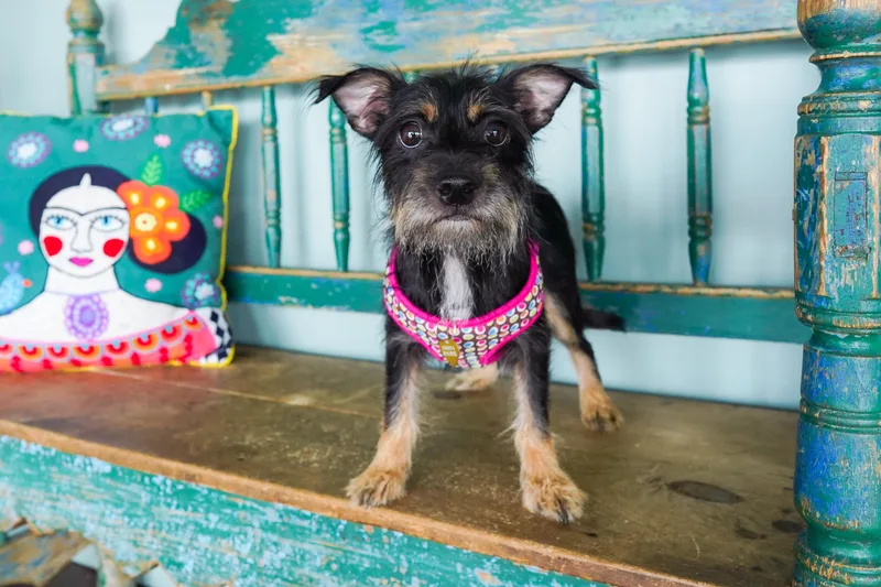 An adult small-sized female Bicolor Chihuahua dog named Clove for adoption in San Antonio, TX