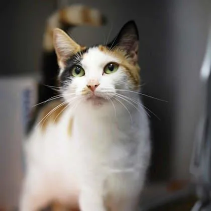 A young small-sized female White Domestic Short Hair cat named Jessica for adoption in Atlanta, GA