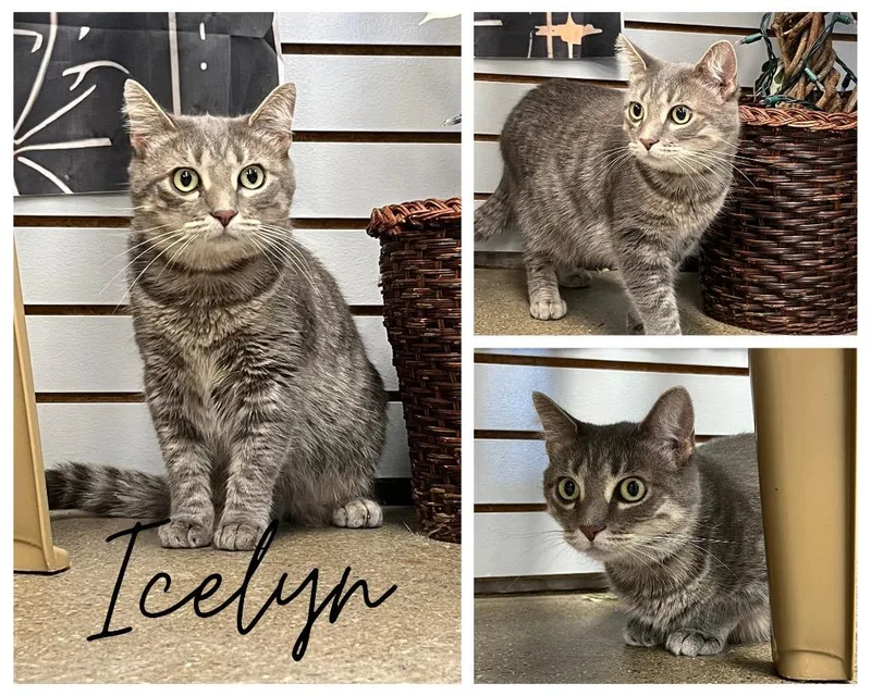 A young small-sized female Domestic Short Hair cat named Icelyn for adoption in Pierceton, IN