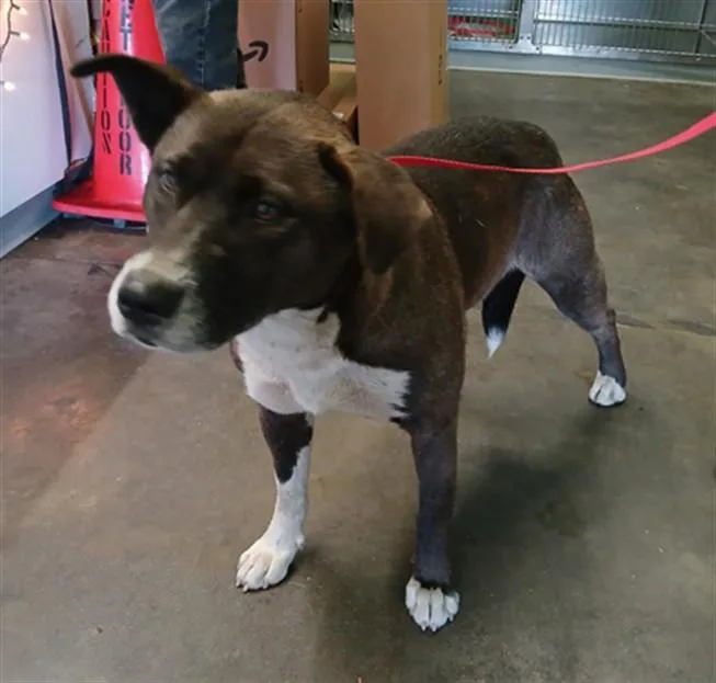 An adult large-sized female American Staffordshire Terrier dog named Nooni for adoption in Los Angeles, CA