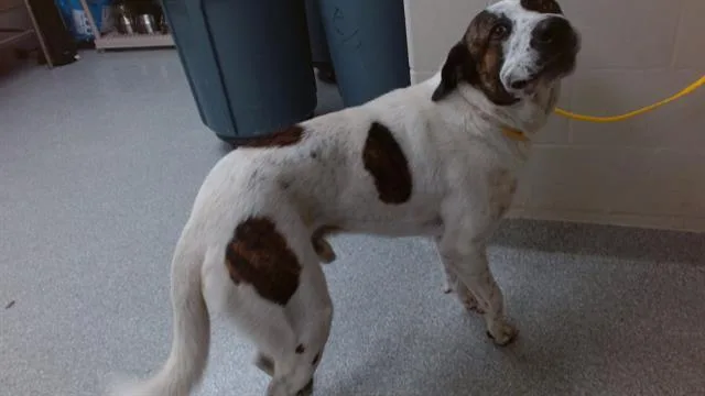 A young large-sized male Saint Bernard dog named A for adoption in Pasadena, TX