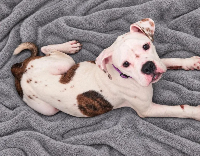 An adult medium-sized male American Bulldog dog named Bentley for adoption in Raymond, MS