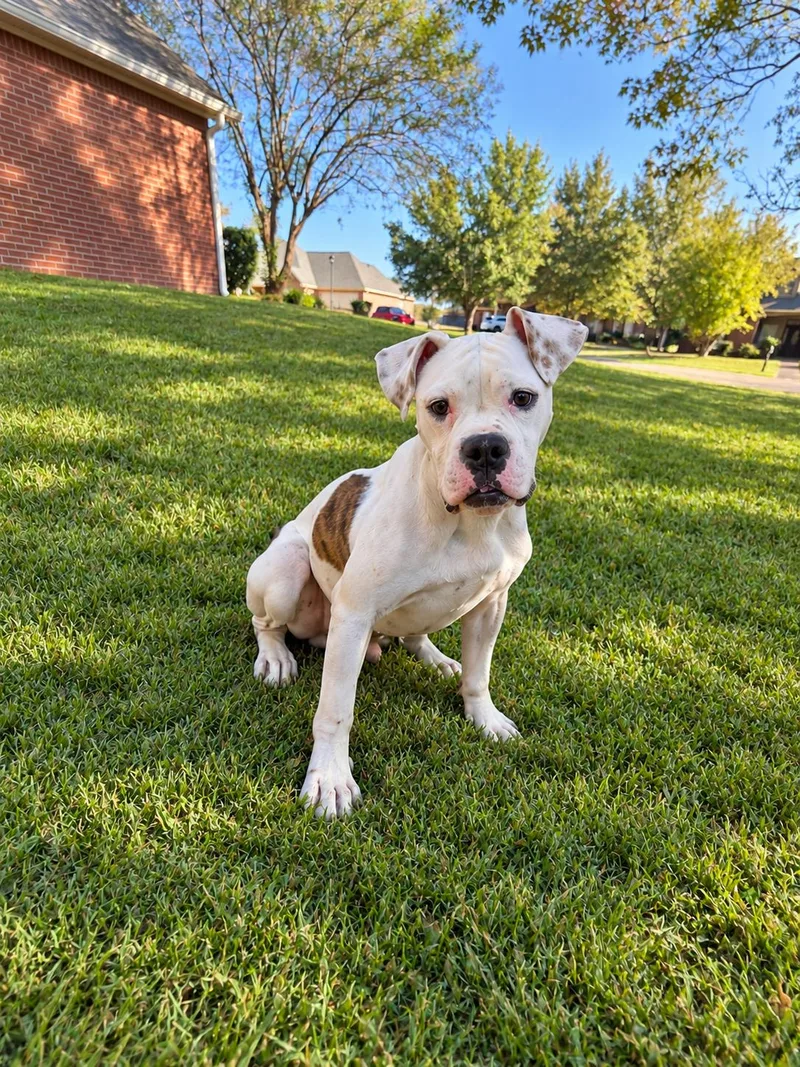 Bentley thumbnail 2