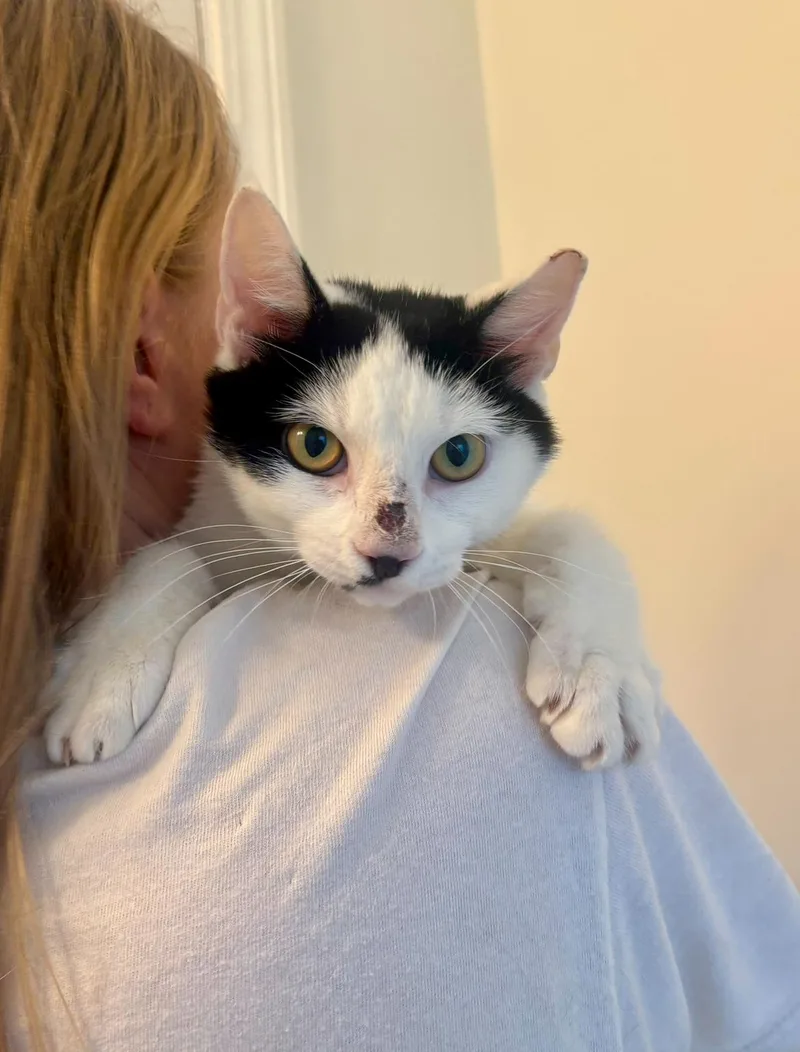A young medium-sized male Black & White / Tuxedo Domestic Short Hair cat named Reezo for adoption in Nashville, TN