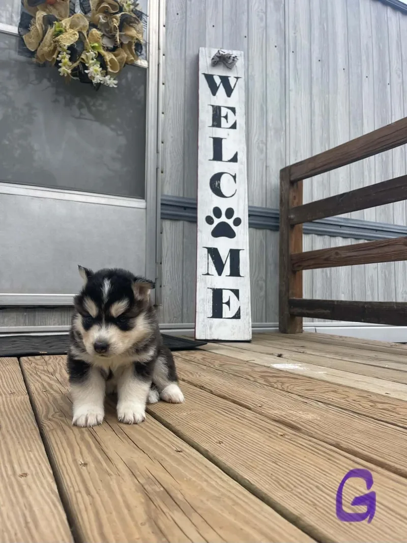 A baby medium-sized female Black Husky dog named Zelda for adoption in Partlow, VA