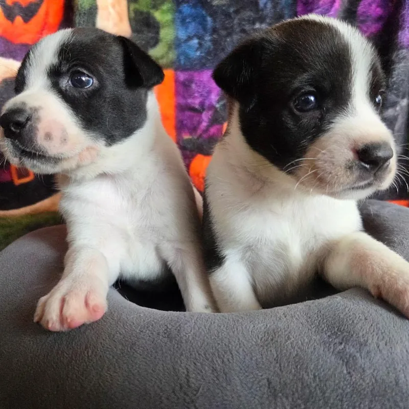 A baby small-sized male Black Terrier dog named Jack for adoption in Phoenix, AZ