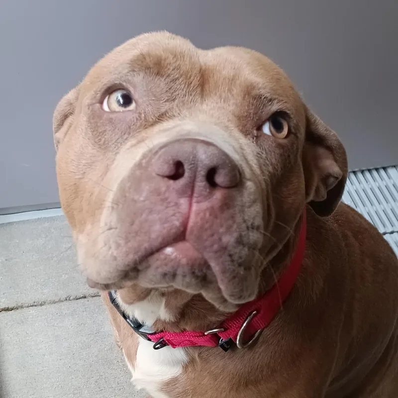 An adult large-sized female Red / Chestnut / Orange Mixed Breed dog named Daisy for adoption in Washington Township, OH