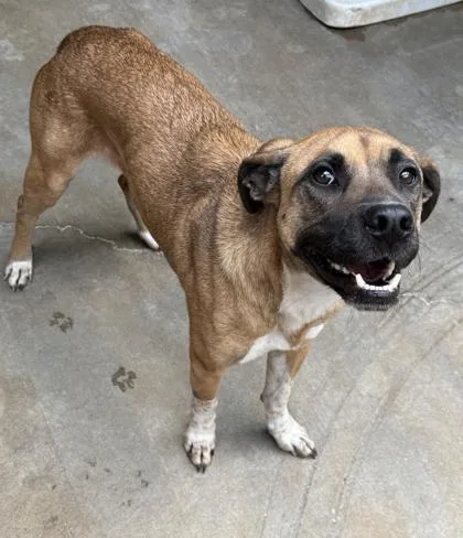 A young small-sized male Shepherd dog named Grinder for adoption in Bowling Green, KY