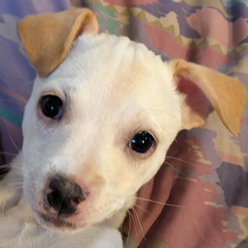 A baby small-sized female Yellow / Tan / Blond / Fawn Chihuahua dog named Aspen for adoption in Point Richmond, CA
