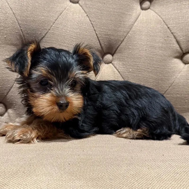 Edie