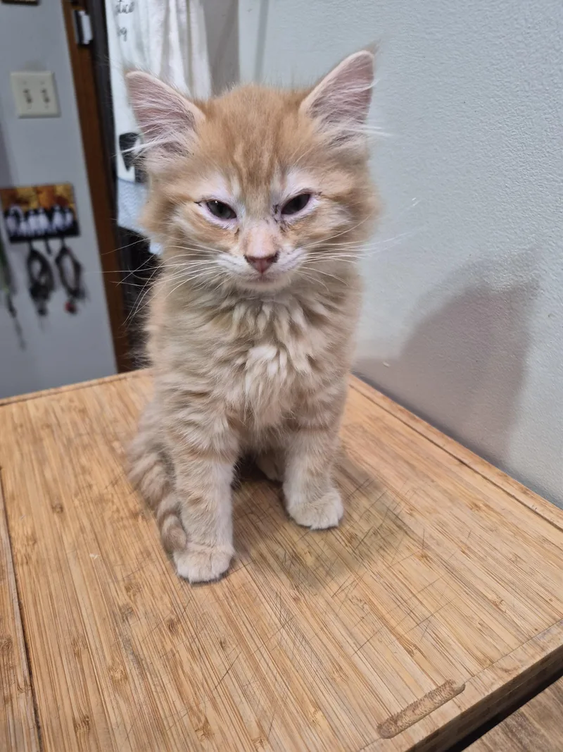 A baby small-sized male Domestic Long Hair cat named Loki for adoption in Mexico, MO