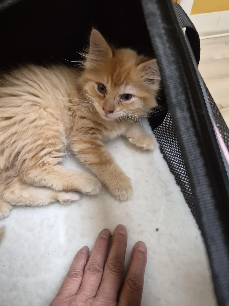 Loki thumbnail 3