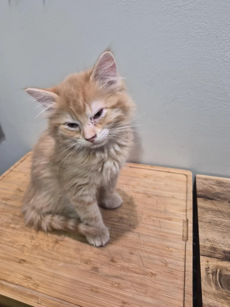 Loki thumbnail 4