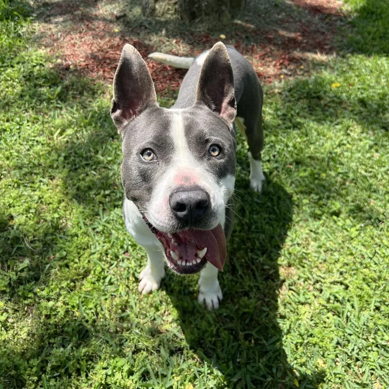 An adult large-sized male Gray / Blue / Silver Pit Bull Terrier dog named Bear for adoption in Springboro, OH