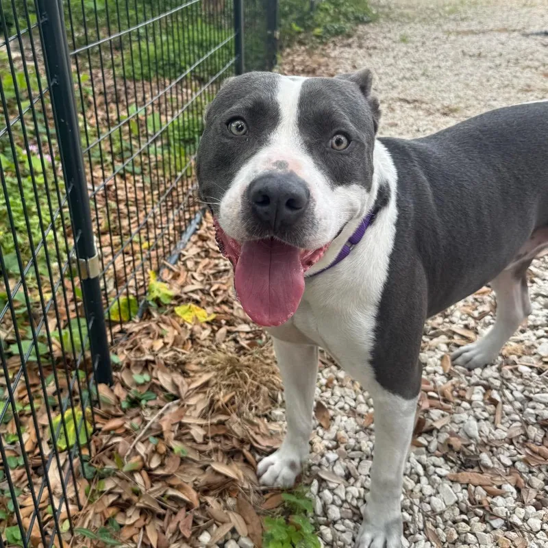 Bear thumbnail 4