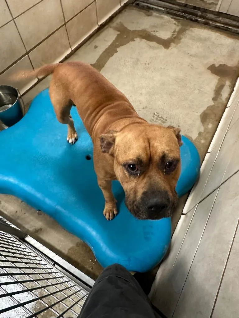 An adult medium-sized male Mixed Breed dog named Eugene for adoption in Bossier City, LA