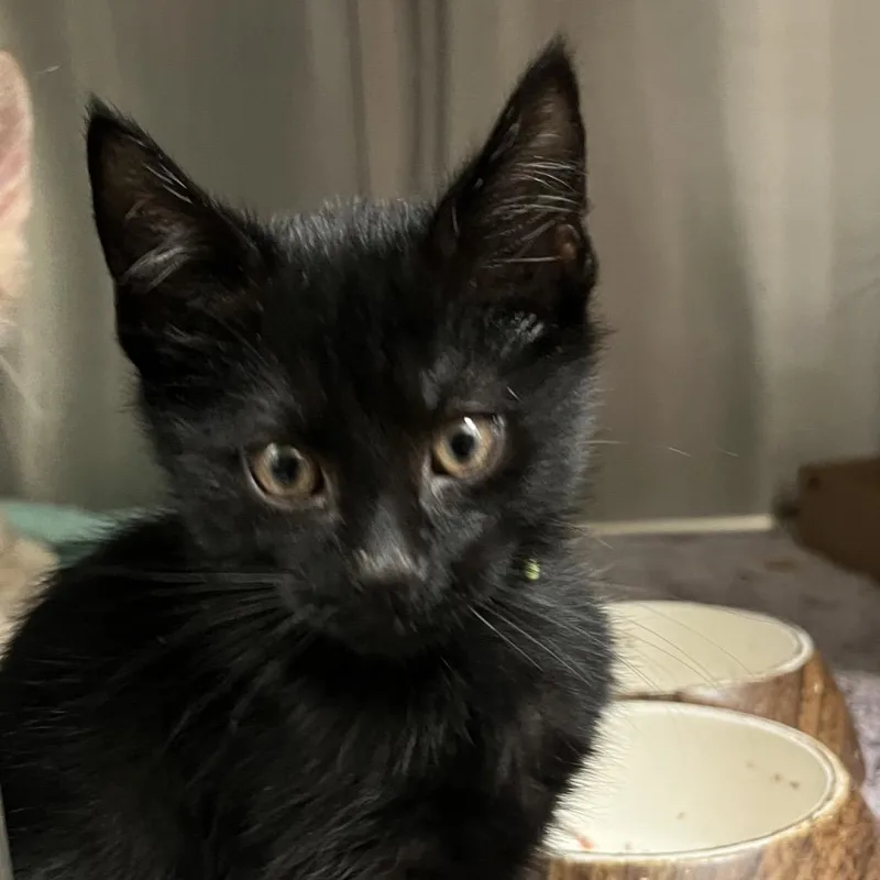 A baby small-sized male Black Domestic Short Hair cat named Meowmallow Crunch for adoption in Lynchburg, VA