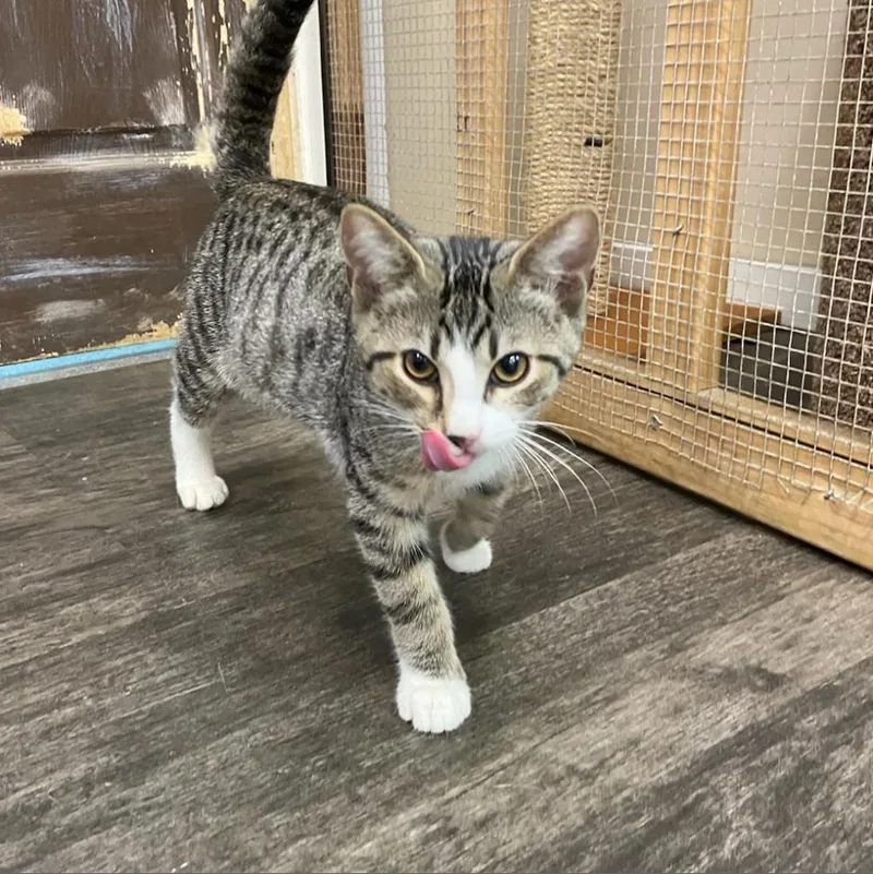 Wellington thumbnail 2