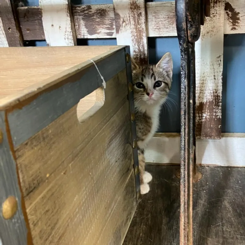 Wellington thumbnail 4