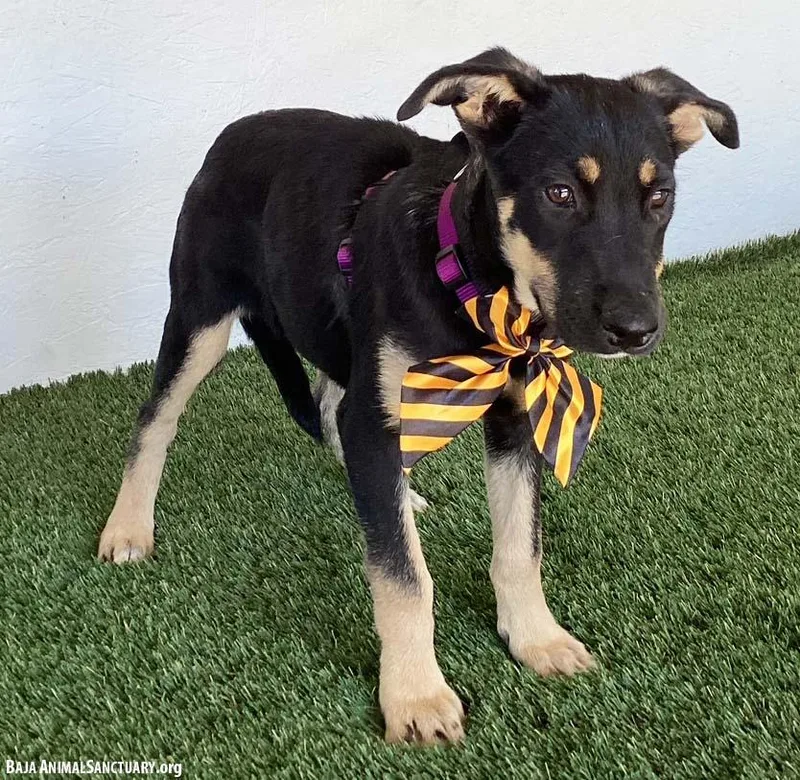 A baby medium-sized female Black German Shepherd Dog named Allie for adoption in San Diego, CA