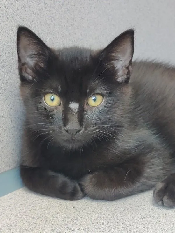 A baby small-sized male Domestic Short Hair cat named Cilantro for adoption in Skillman, NJ