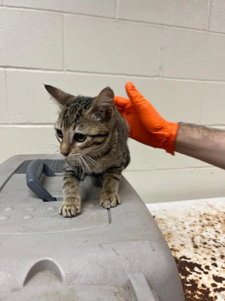 A baby large-sized male Domestic Short Hair cat named Roger for adoption in Nacogdoches, TX