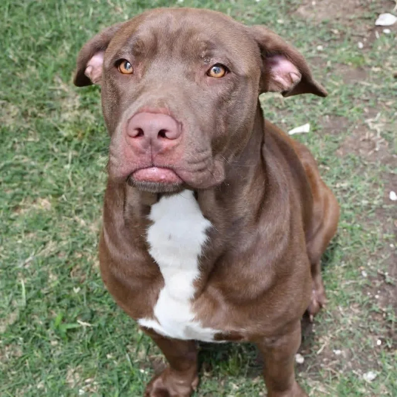 An adult large-sized male Brown / Chocolate Chesapeake Bay Retriever dog named Maddox for adoption in Anahuac, TX