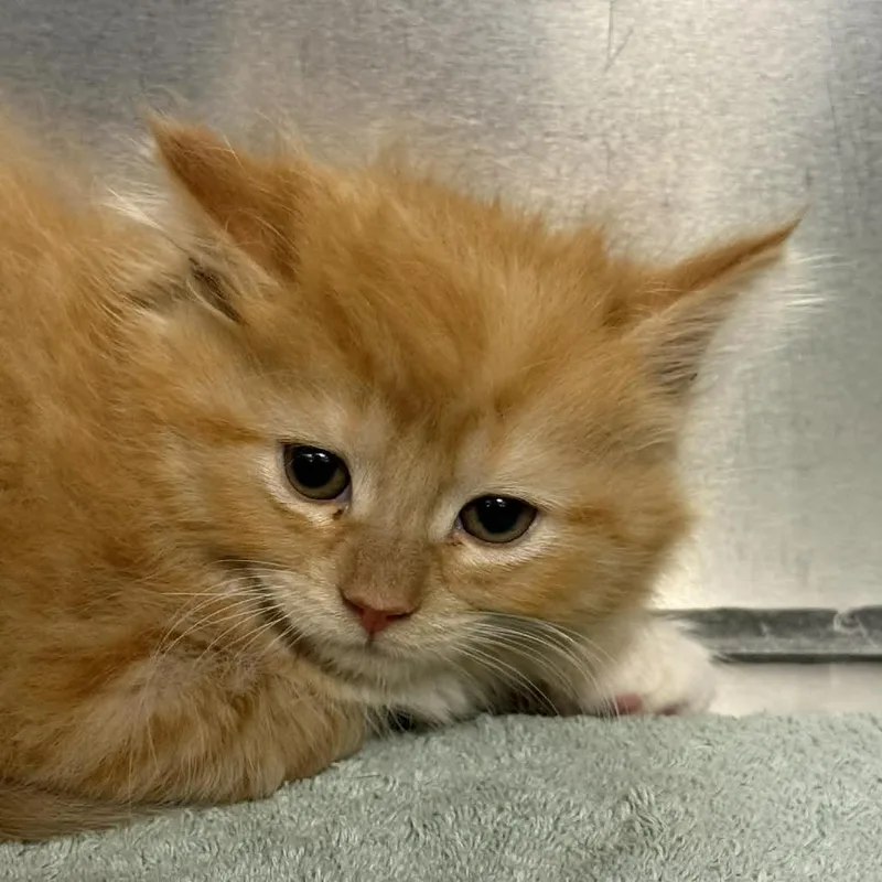 A baby small-sized female Orange / Red Domestic Short Hair cat named Margarita for adoption in Martinsville, VA