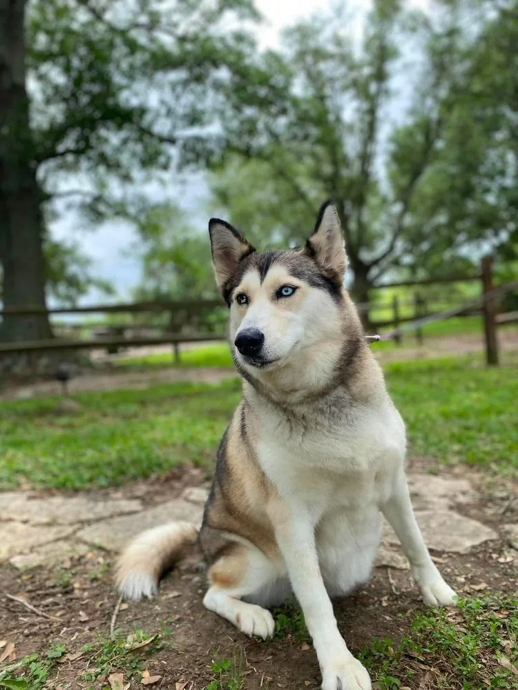 An adult large-sized female Siberian Husky dog named Remi for adoption in Silsbee, TX