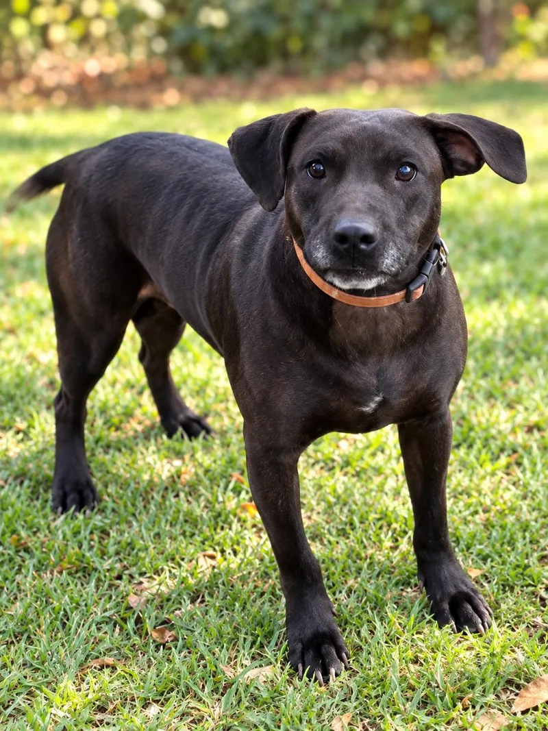 An adult large-sized female Labrador Retriever dog named Molly for adoption in Nashville, TN