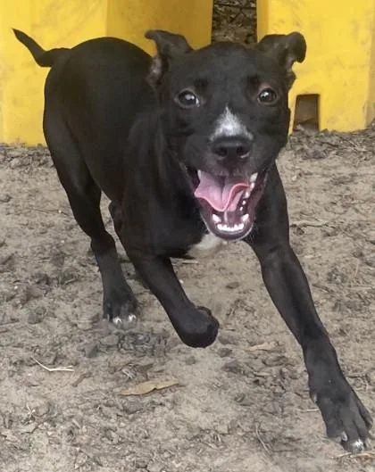 A baby small-sized female Pit Bull Terrier dog named Poppi for adoption in Conway, SC