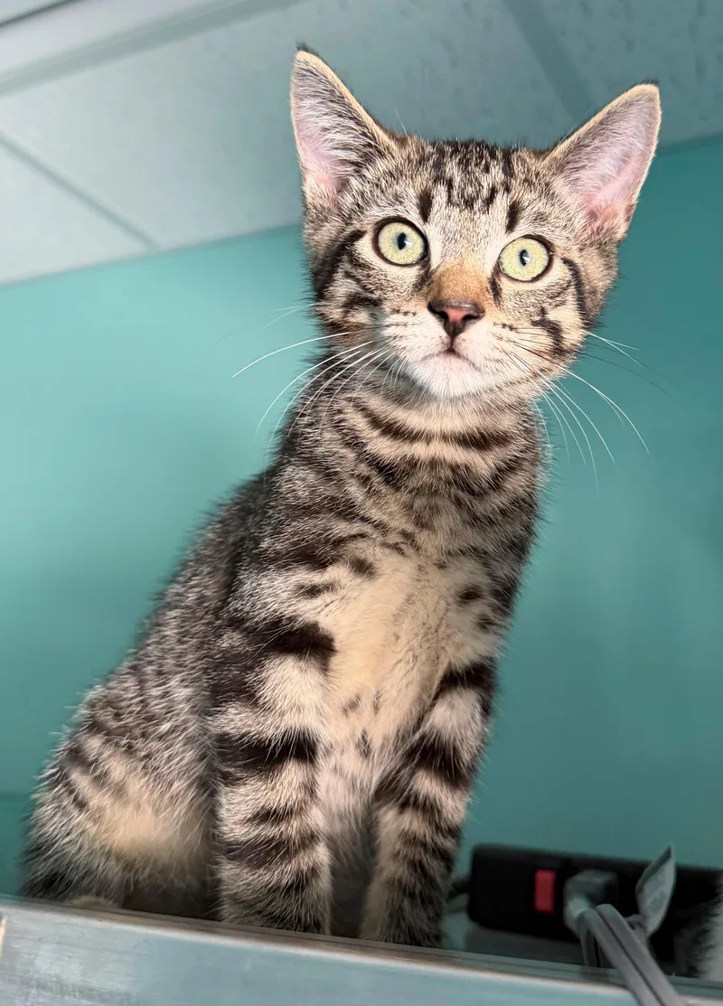 A baby medium-sized male Tabby (Buff / Tan / Fawn) American Shorthair cat named Battleship for adoption in Boonville, MO