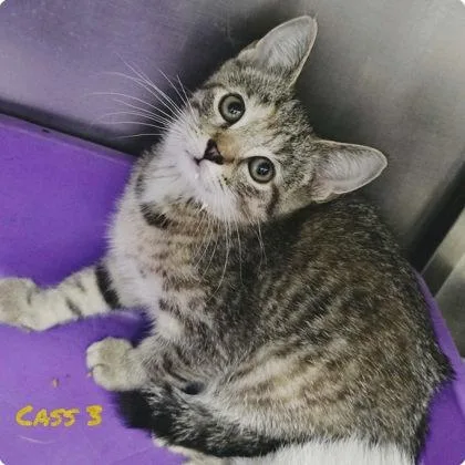 A young medium-sized female Siamese cat named Cass for adoption in Sullivan, IN