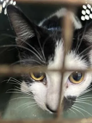 An adult small-sized female Domestic Short Hair cat named 1421-26 for adoption in Cumming, GA