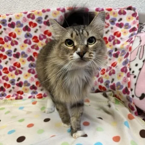 A young medium-sized female Brown / Chocolate Domestic Medium Hair cat named Emilia for adoption in Hawthorne, CA