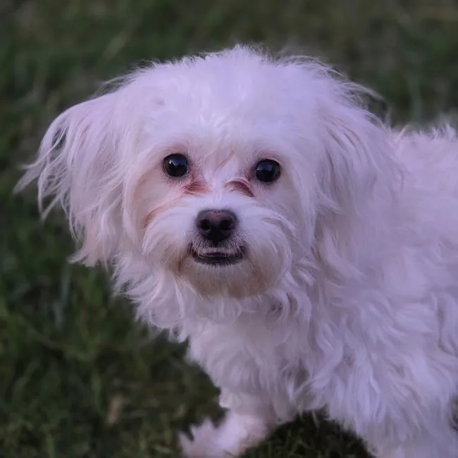 A young small-sized female Maltese dog named Tammy for adoption in San Diego, CA