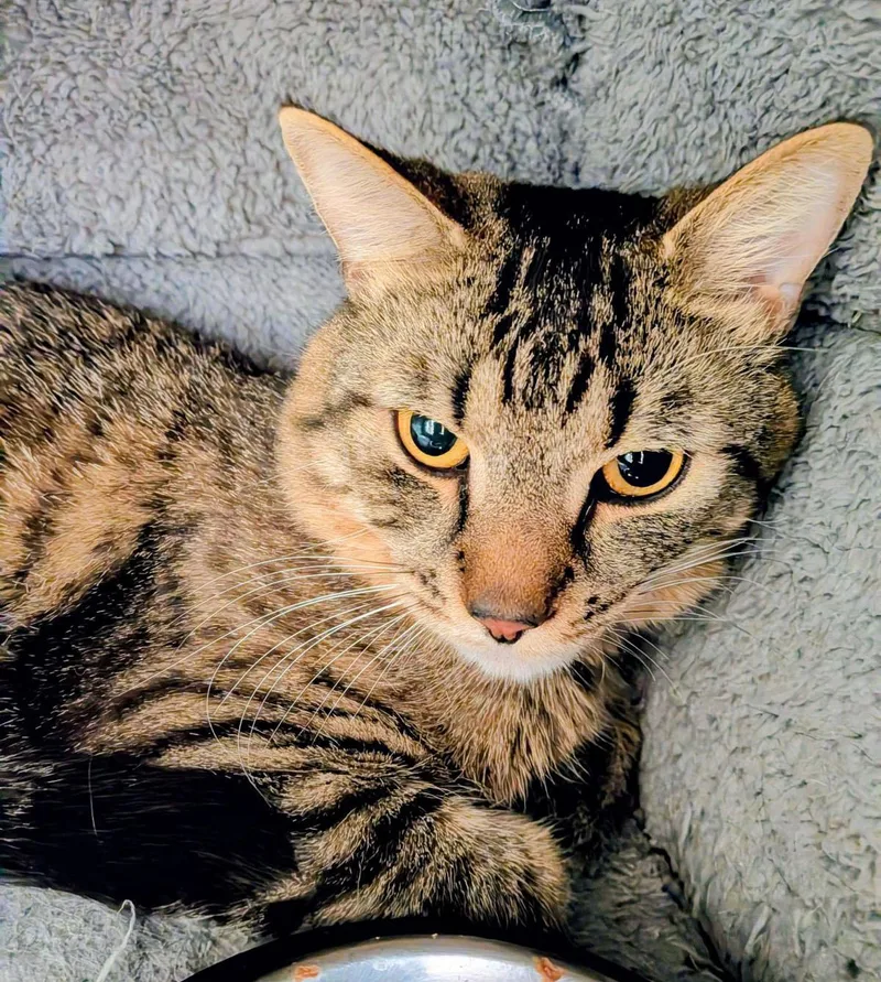 An adult medium-sized male Tabby (Brown / Chocolate) Tabby cat named Elvis And Meatball for adoption in Medfield, MA