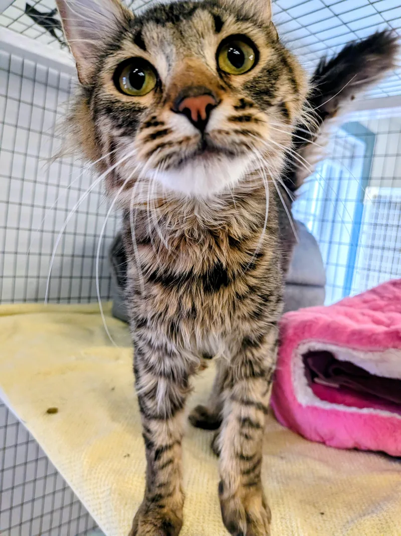 Elvis And Meatball thumbnail 2