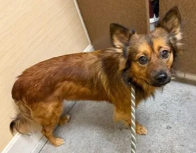An adult medium-sized male Terrier dog named Zomar for adoption in Honolulu, HI