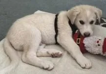 A baby small-sized male White / Cream Great Pyrenees dog named Maverick for adoption in Dallas, TX