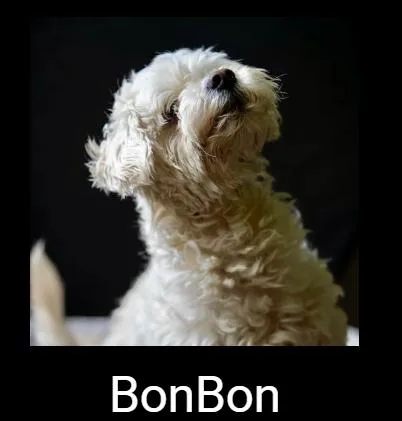 An adult small-sized male White / Cream Maltese dog named Bon Bon for adoption in Lafayette, CA