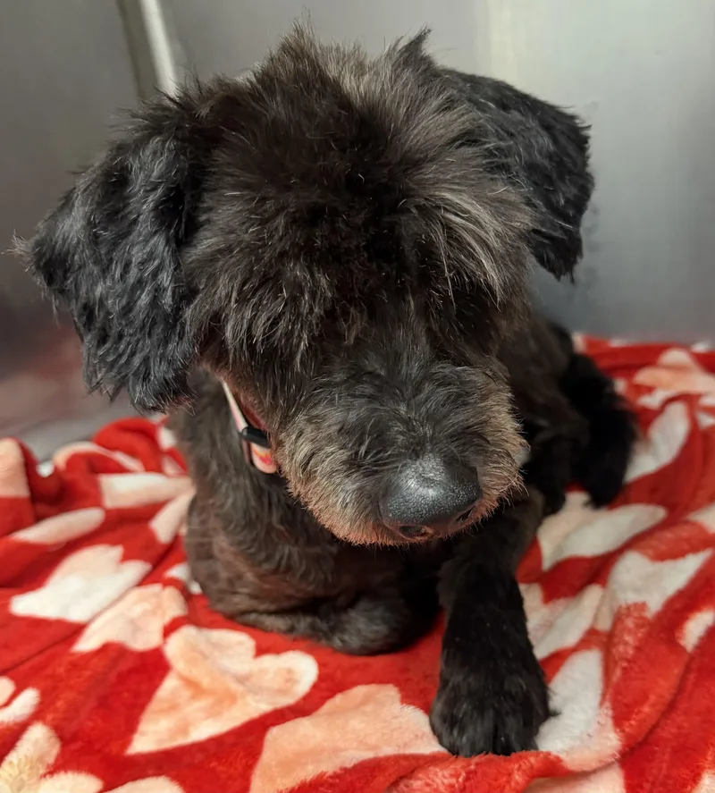 A senior small-sized male Black Poodle (Toy) dog named Maverick for adoption in Tinley Park, IL