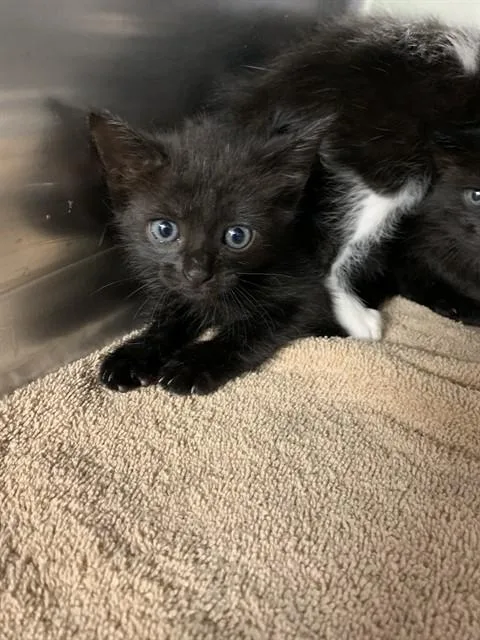 A baby small-sized male Domestic Short Hair cat named The Void for adoption in Grand Prairie, TX