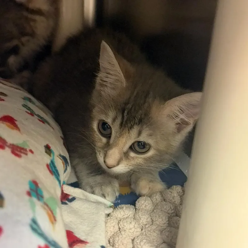 A baby small-sized female Gray / Blue / Silver Domestic Short Hair cat named Gretta for adoption in Charlottesville, VA