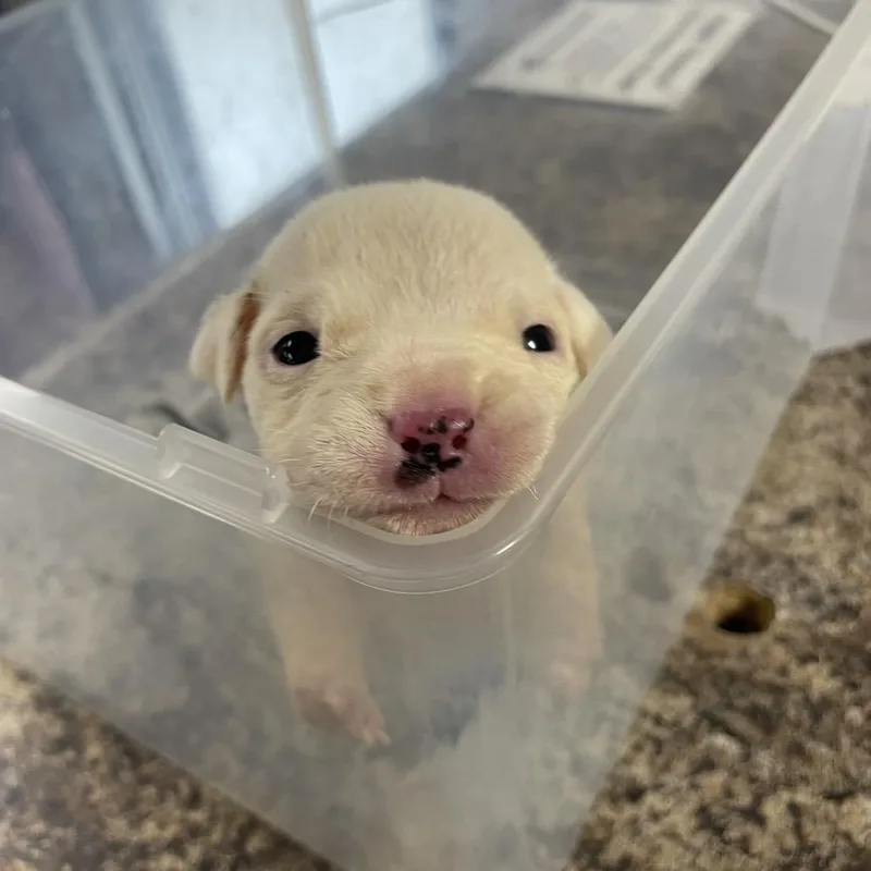 A baby small-sized male White / Cream Pit Bull Terrier dog named Milkshake for adoption in Belleville, IL
